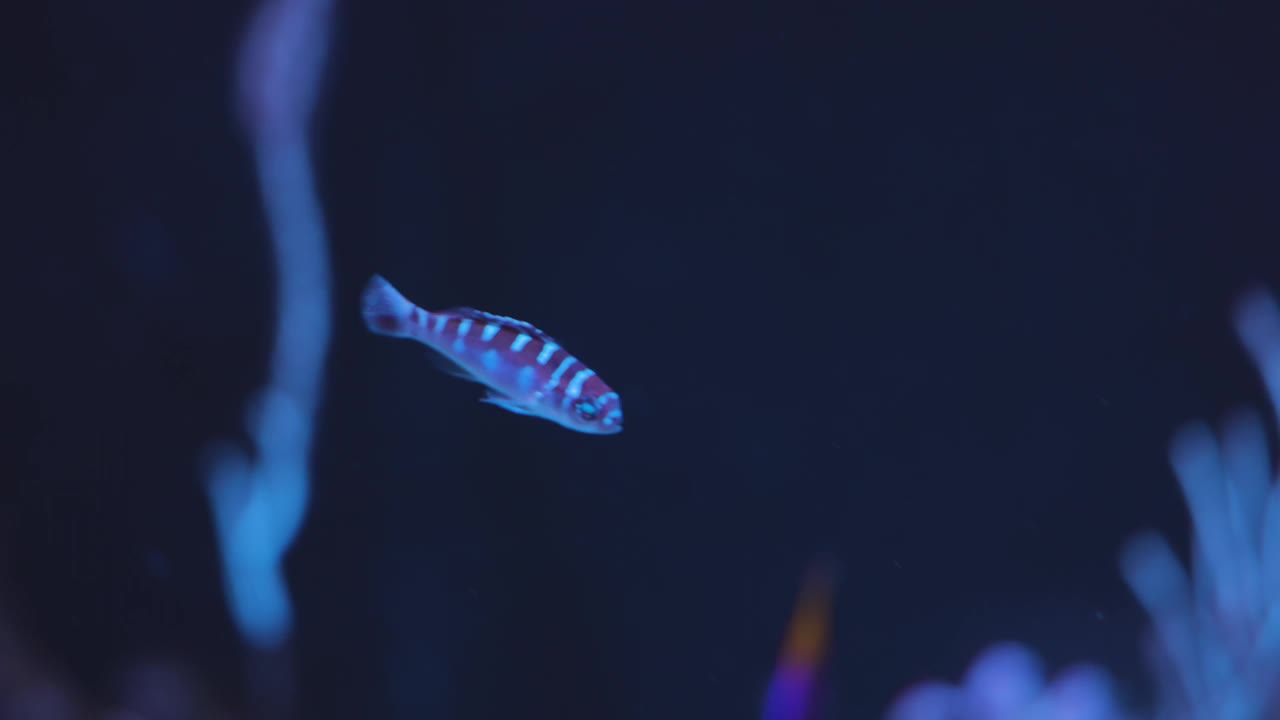 鱼在水族馆视频素材