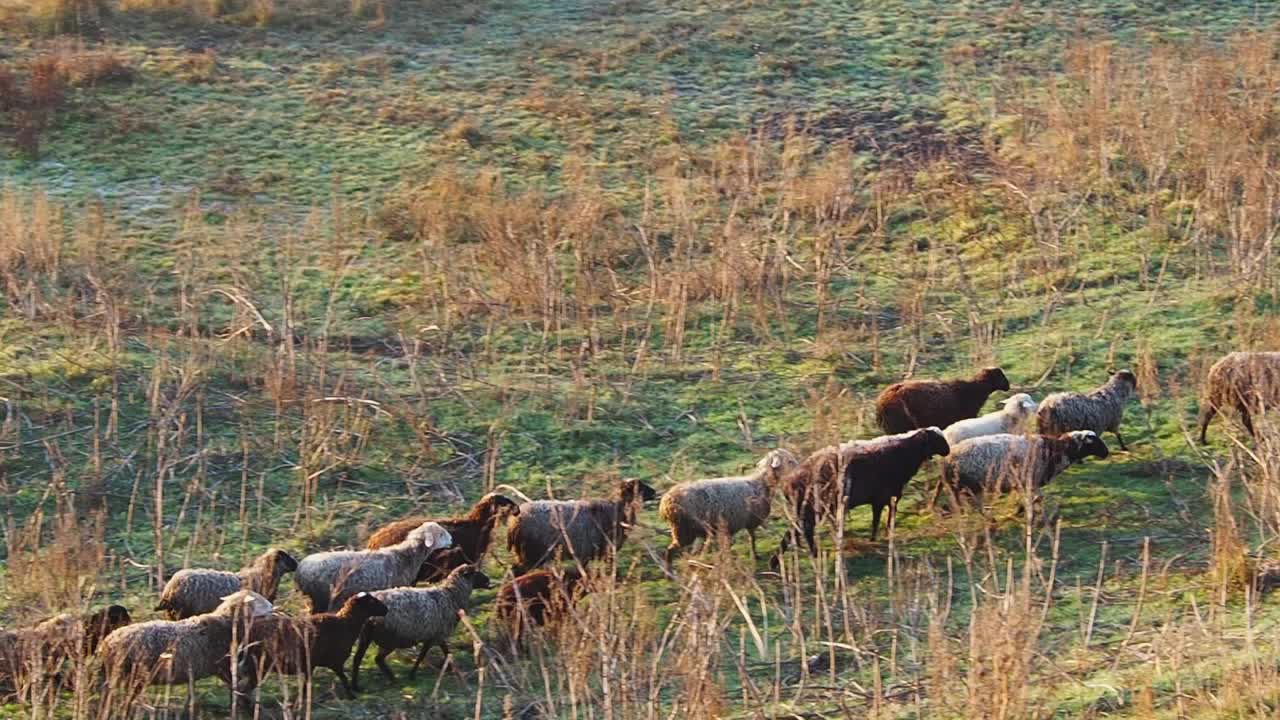 一群羊在山坡上吃草。一群不配对的绵羊和公羊自由地在干燥的高草丛中漫步视频素材