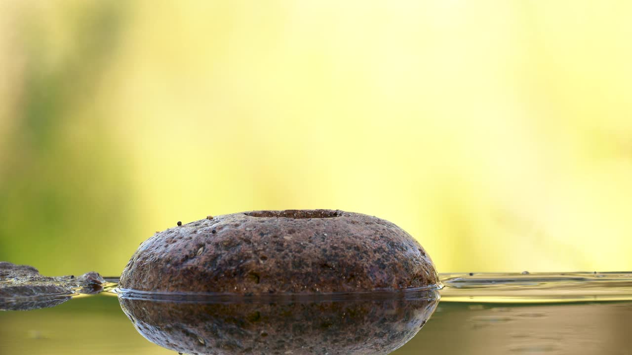 欧洲冠山雀(冠山雀)在自然界中吃种子的特写。视频下载