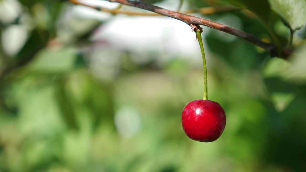 红色成熟的樱桃在花园里的树上生长，特写视频素材