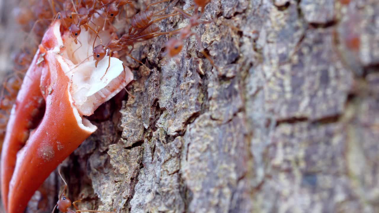 蚂蚁们一起把螃蟹抬到树上。群居蚂蚁合作，集体收集食物。它表达了团队合作的力量和团结和谐，应该是一个榜样视频素材