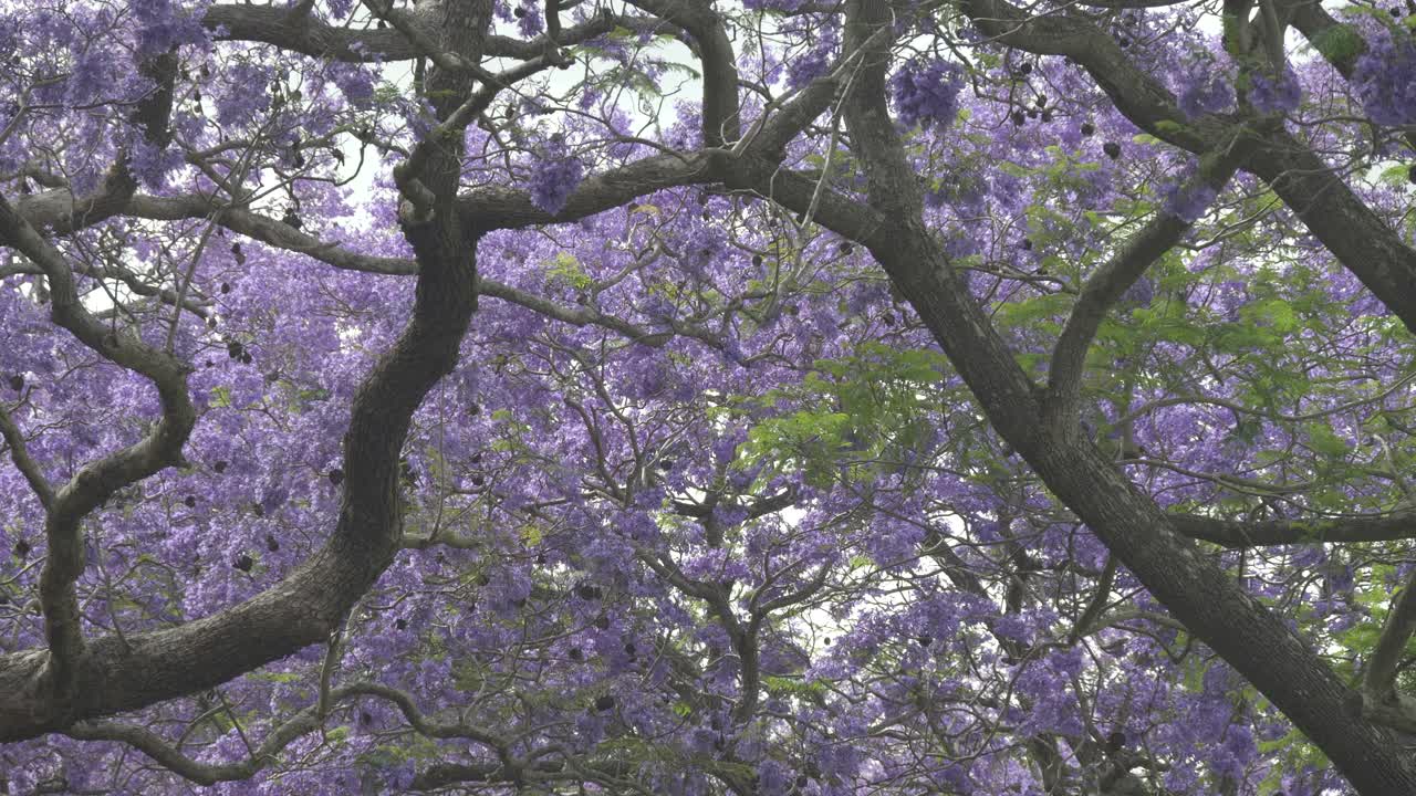 格拉夫顿开花的蓝花楹树的树枝和树冠视频素材