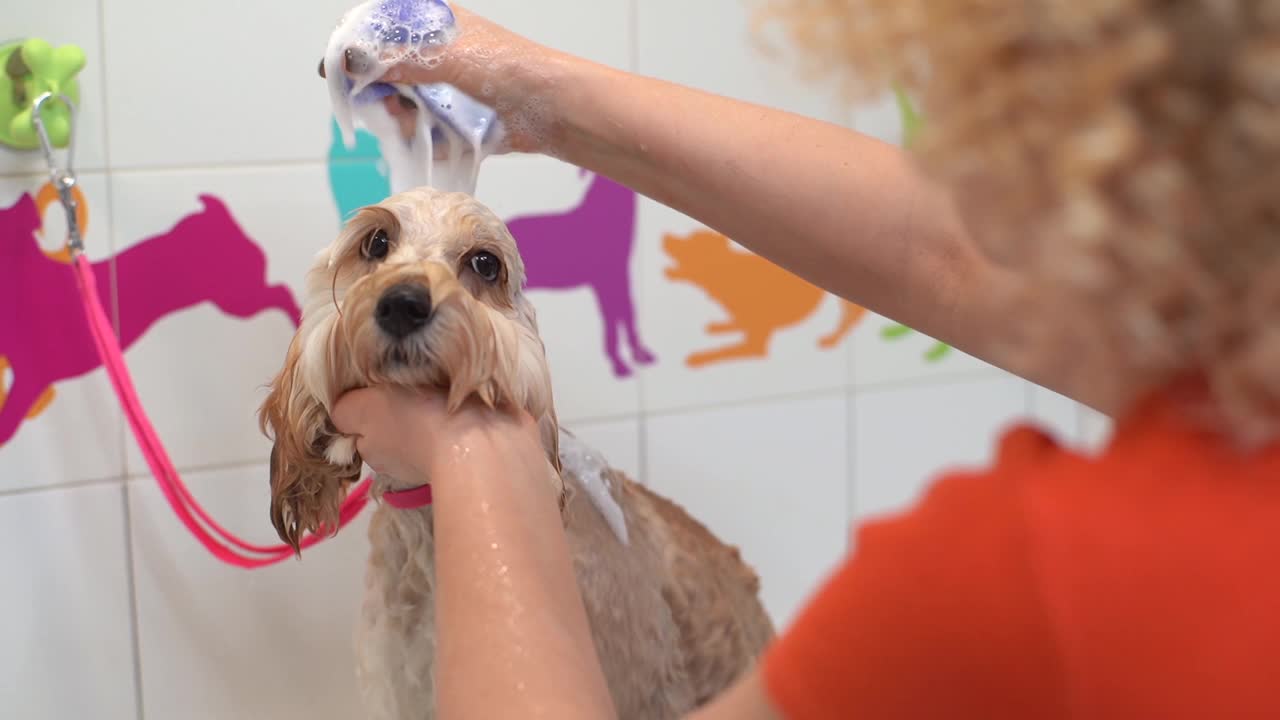 在美容沙龙的浴缸里，女美容师用洗发水给可爱的拉布拉多贵宾犬洗澡。视频素材