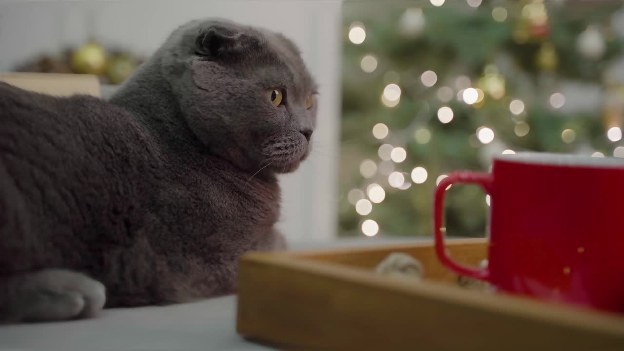 灰猫苏格兰Fold正坐在一棵戴着花环的圣诞树旁边。圣诞节舒适的心情。视频素材