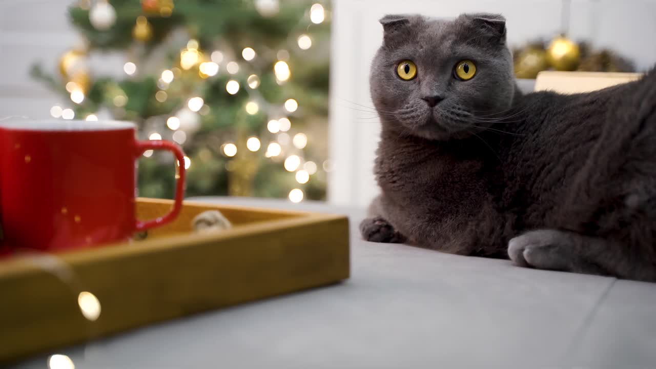 灰猫苏格兰Fold正坐在一棵戴着花环的圣诞树旁边。圣诞节舒适的心情。视频素材