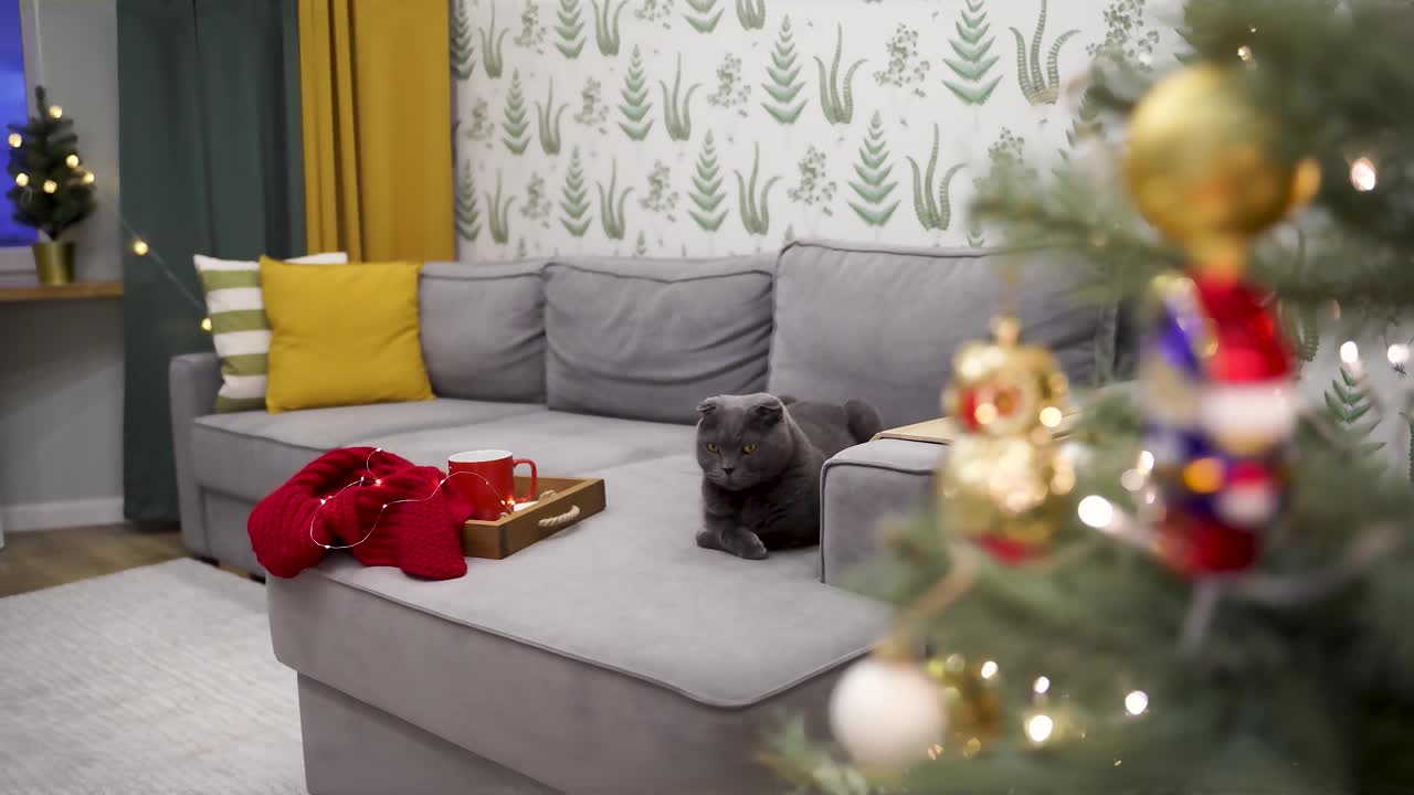 前景是一棵带花环的圣诞树，后面的沙发上是一只猫。圣诞节舒适的心情。视频素材