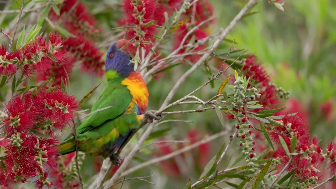 高帧率剪辑的彩虹鹦鹉由瓶刷花框视频下载