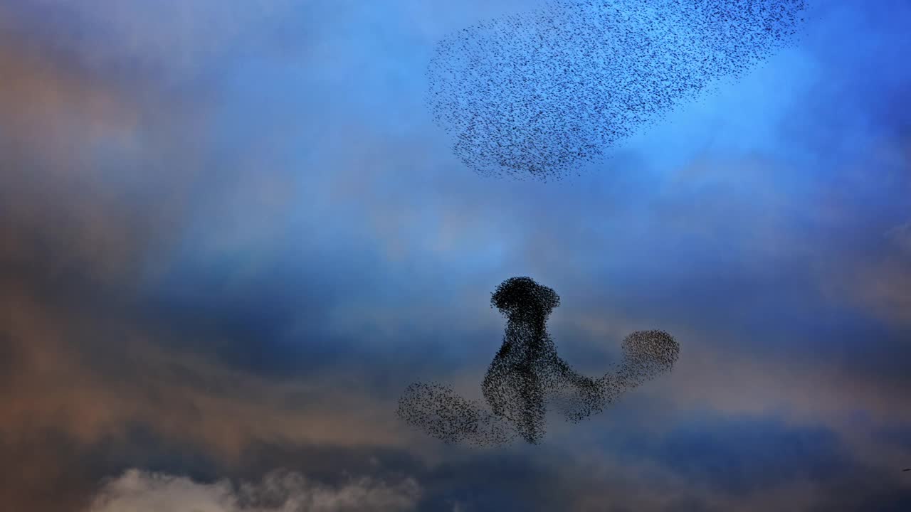 黄昏时分，椋鸟以独特的队形和群体飞翔视频素材