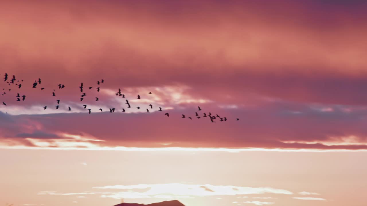 一群鸟飞过戏剧性的天空视频素材