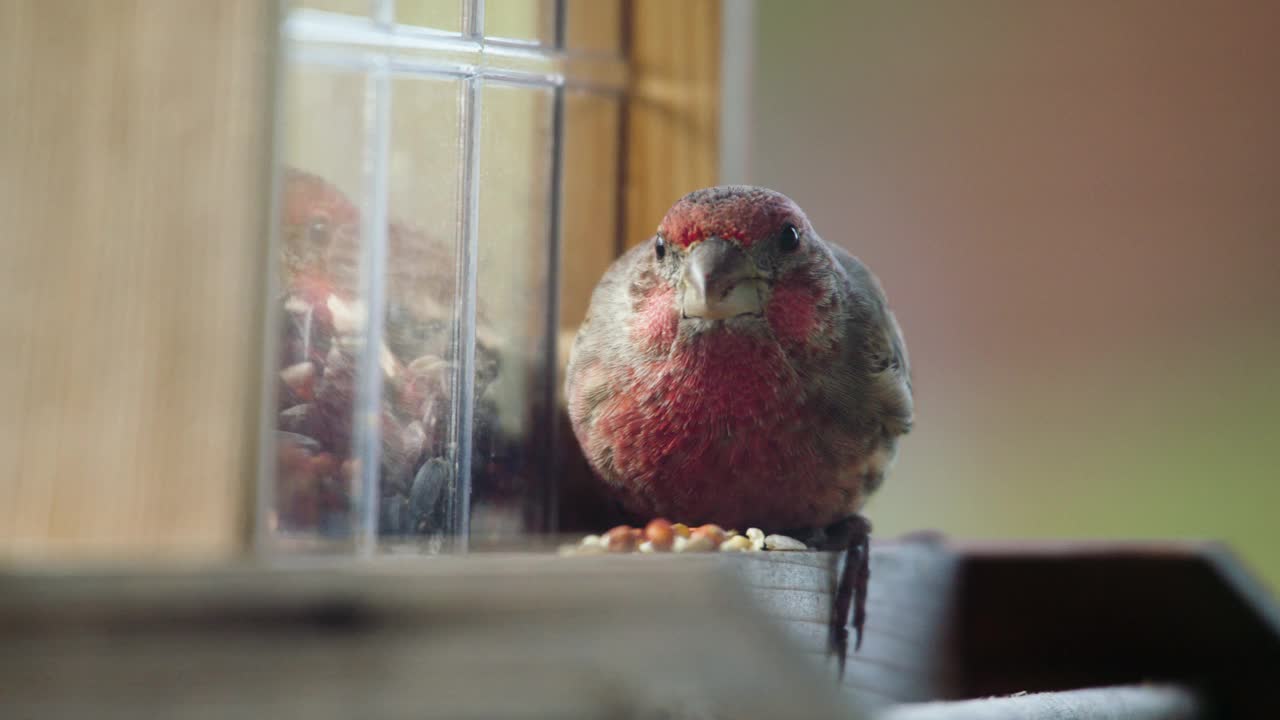 坐在喂鸟器上吃种子的家雀视频素材