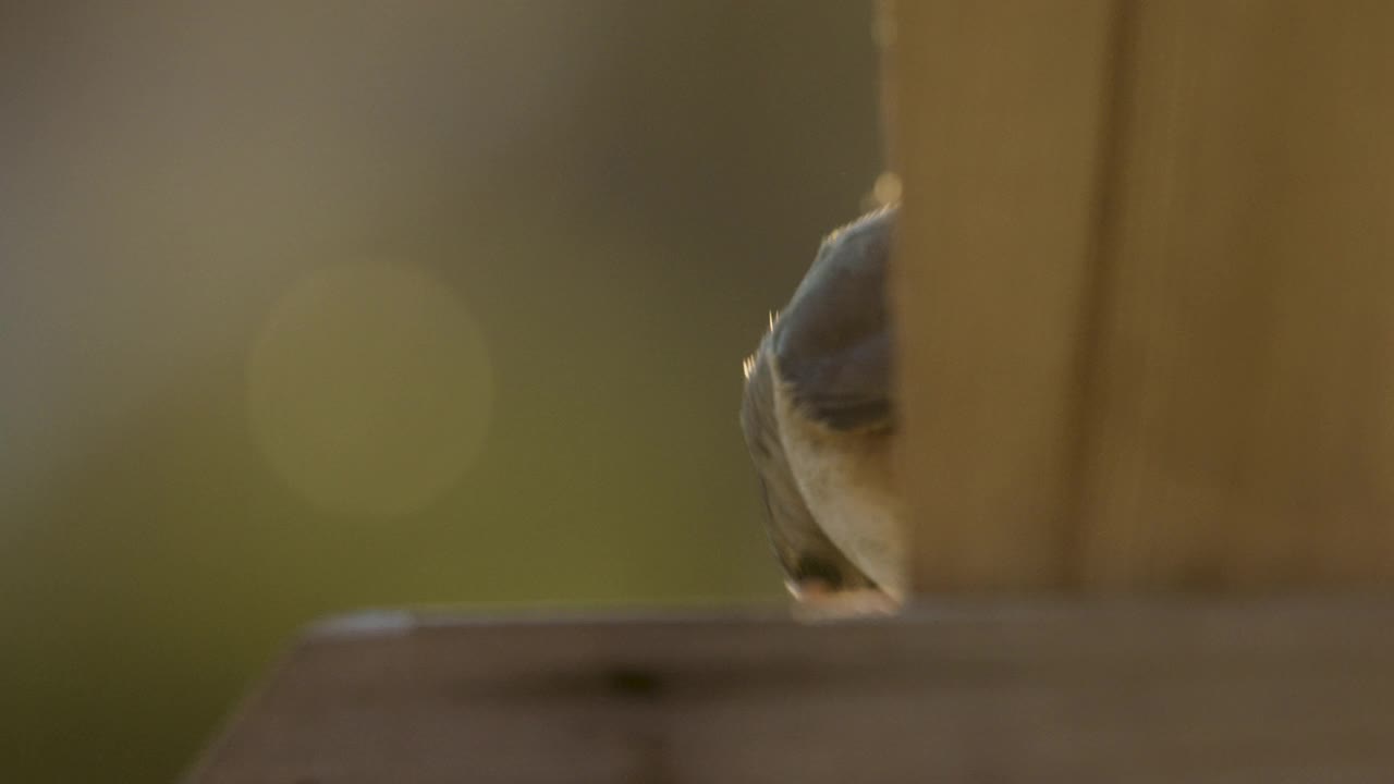 簇毛山雀被喂鸟器遮挡视频素材