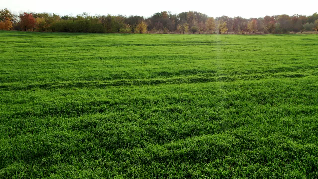 无人机飞越美丽的天然麦田。美丽的绿色田野。视频素材
