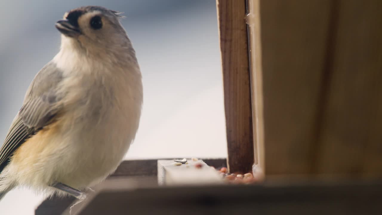 簇毛山雀从喂鸟器吃视频素材