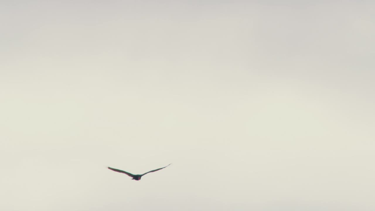 土耳其秃鹫在阴天下飞行视频素材