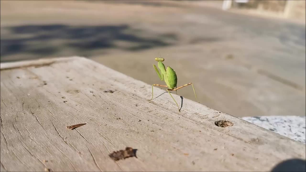 一只螳螂栖息在一块旧木板上视频素材