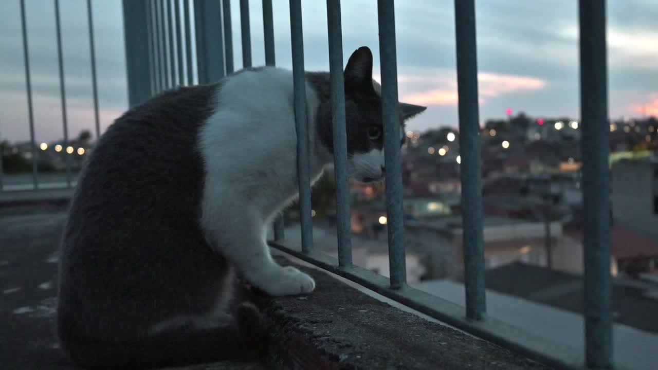 猫在石板上，偷看着别的房子视频素材