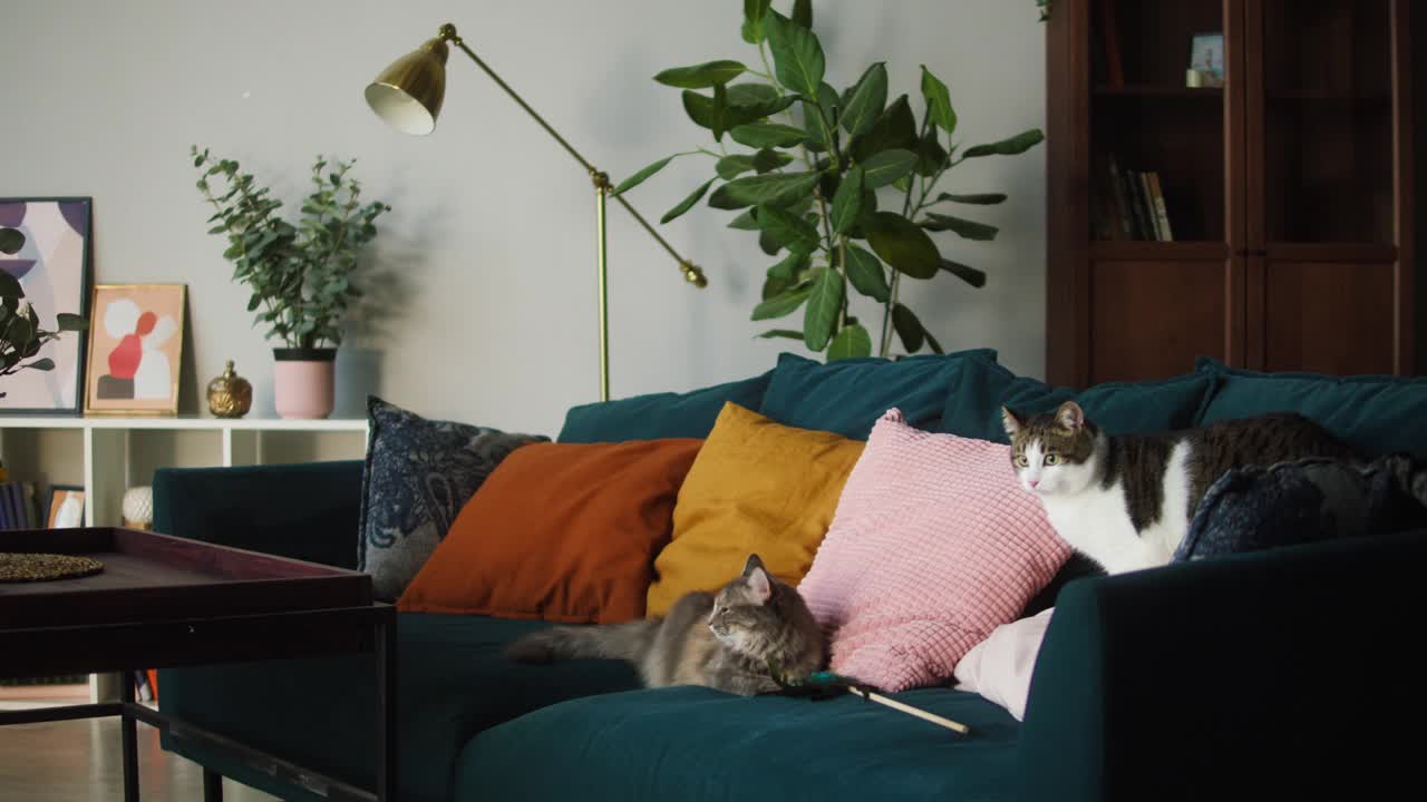 猫躺在客厅的沙发上。家养动物。沙发上的灰色小猫特写。毛茸茸的纯种宠物一起放松。小朋友概念视频素材