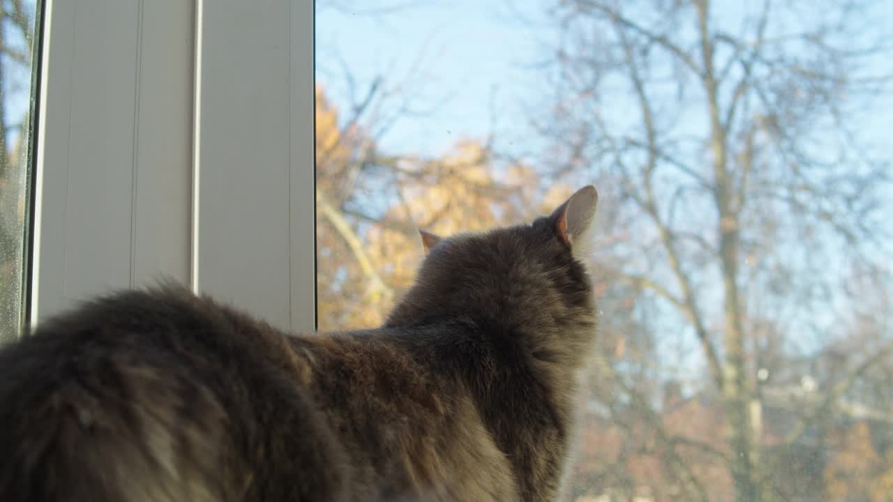 猫躺在窗台上的特写。小猫从窗户往外看。毛茸茸的纯种宠物放松。家中客厅里的家畜。没有最好的朋友视频素材