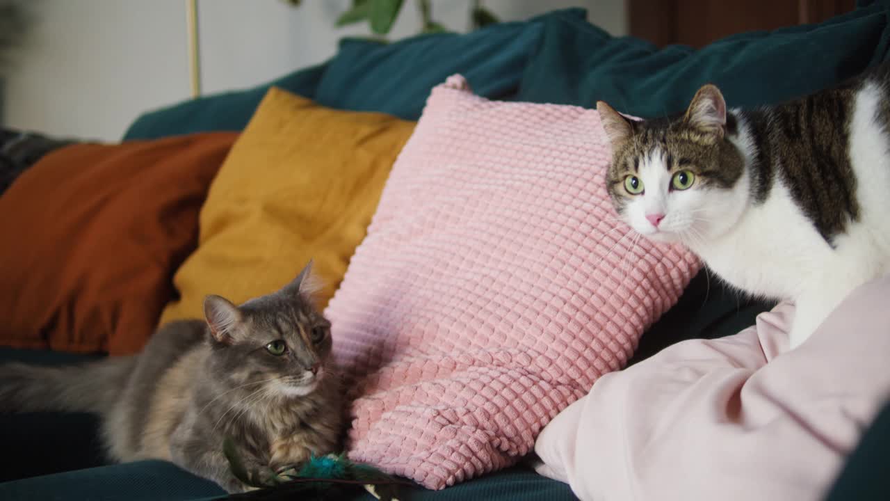 猫躺在客厅的沙发上。家养动物。沙发上的灰色小猫特写。毛茸茸的纯种宠物一起放松。小朋友概念视频素材