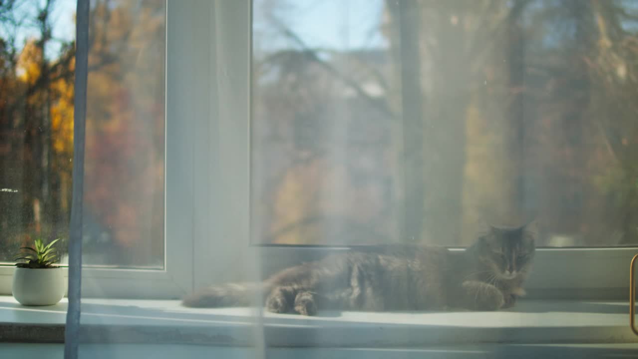 猫躺在窗台上的特写。小灰猫在窗边休息。毛茸茸的纯种宠物放松。家中客厅里的家畜。没有最好的朋友视频素材