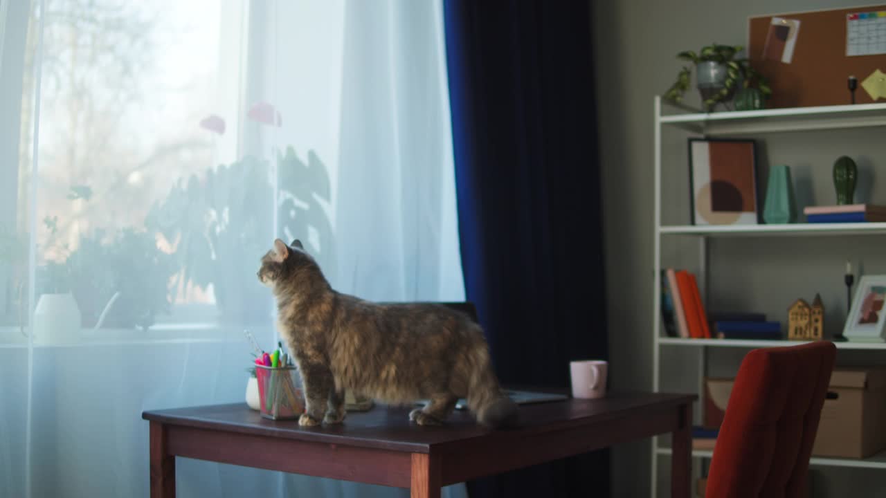 猫站在客厅的桌子上。家养动物。小猫在工作场所的桌子上近距离观察窗户。毛茸茸的纯种宠物放松着，摇着尾巴。没有最好的朋友视频素材