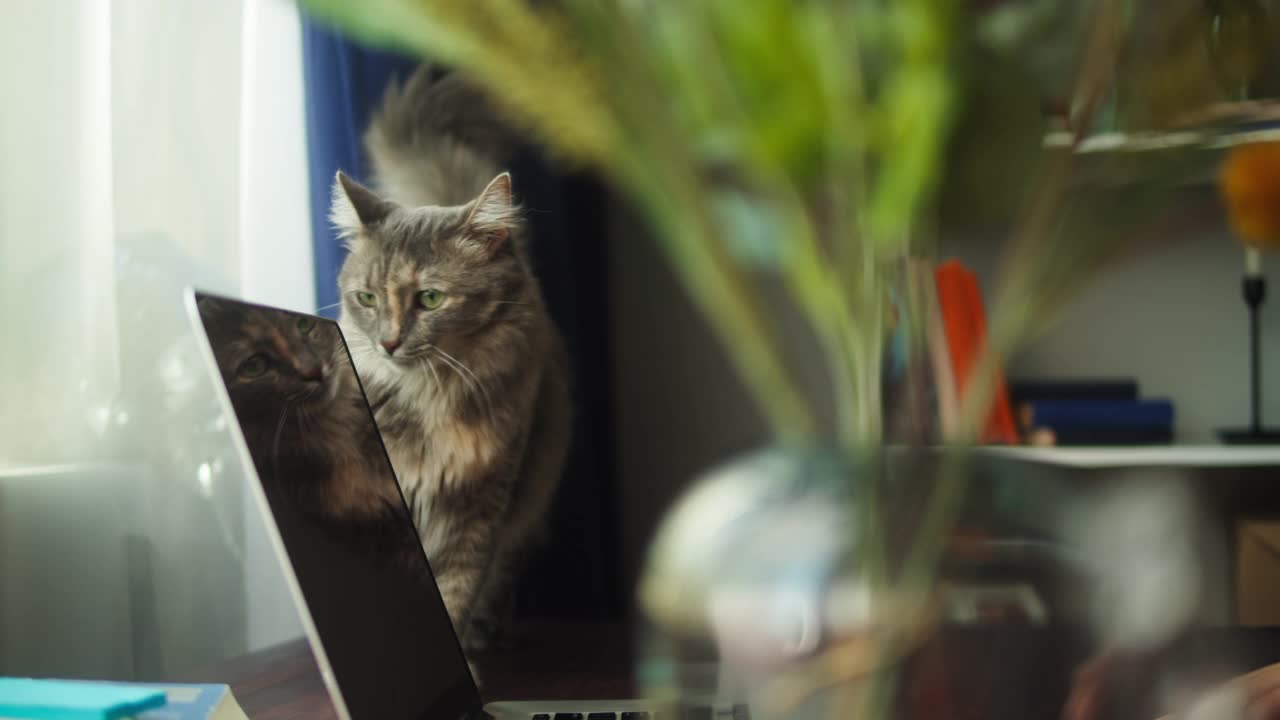 猫在桌子上行走的特写。家养动物。小猫在客厅的办公桌前。毛茸茸的纯种宠物放松，挥舞着它的尾巴。没有最好的朋友视频素材