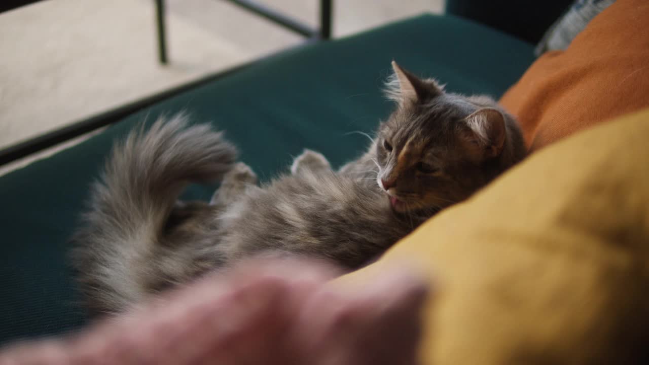 灰色的猫坐在沙发上舔皮毛的特写。家养动物。小猫躺在客厅的沙发上洗澡。毛茸茸的纯种宠物放松。没有最好的朋友视频素材