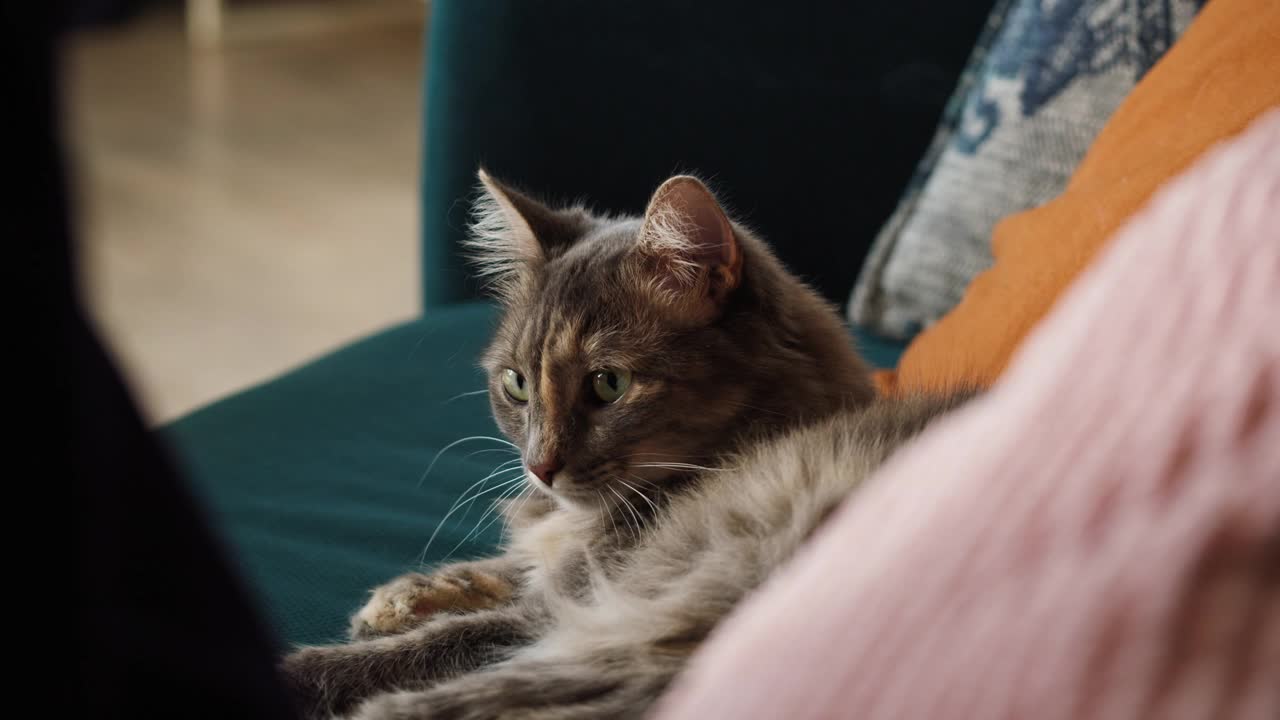 猫躺在客厅的沙发上。家养动物。沙发上的灰色小猫特写。毛茸茸的纯种宠物放松。没有最好的朋友视频素材