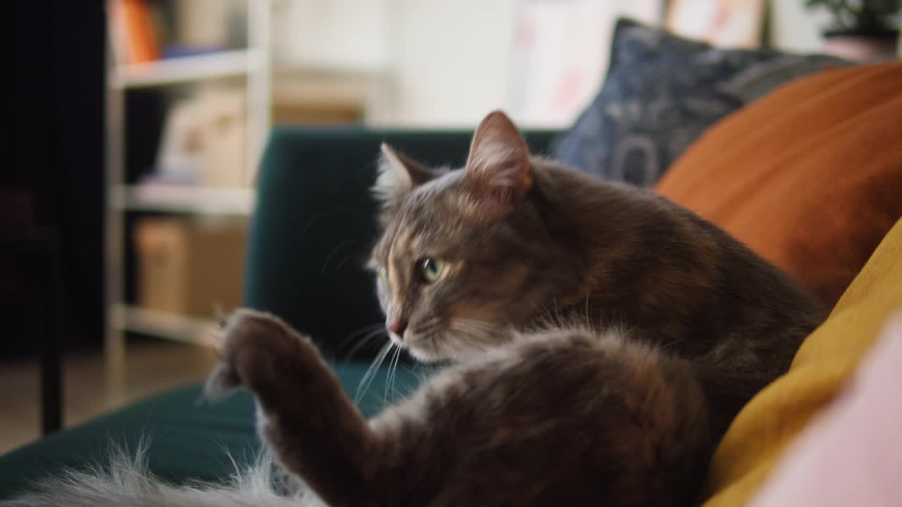 灰色的猫坐在沙发上舔皮毛的特写。家养动物。小猫躺在客厅的沙发上洗澡。毛茸茸的纯种宠物放松。没有最好的朋友视频素材