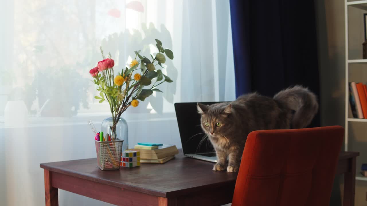猫站在客厅的桌子上。家养动物。小猫在办公桌前近距离观察窗户。毛茸茸的纯种宠物放松，挥舞着它的尾巴。没有最好的朋友视频素材