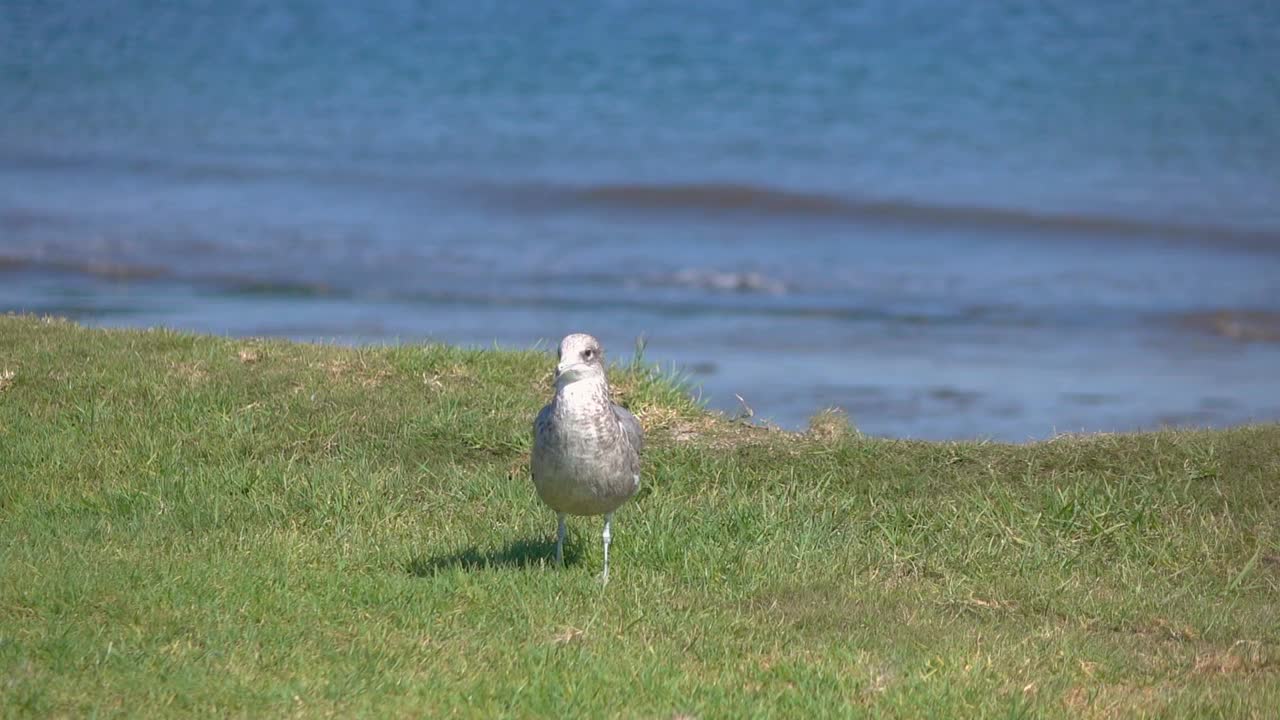 海鸥站在草地上，慢动作120帧/秒视频素材