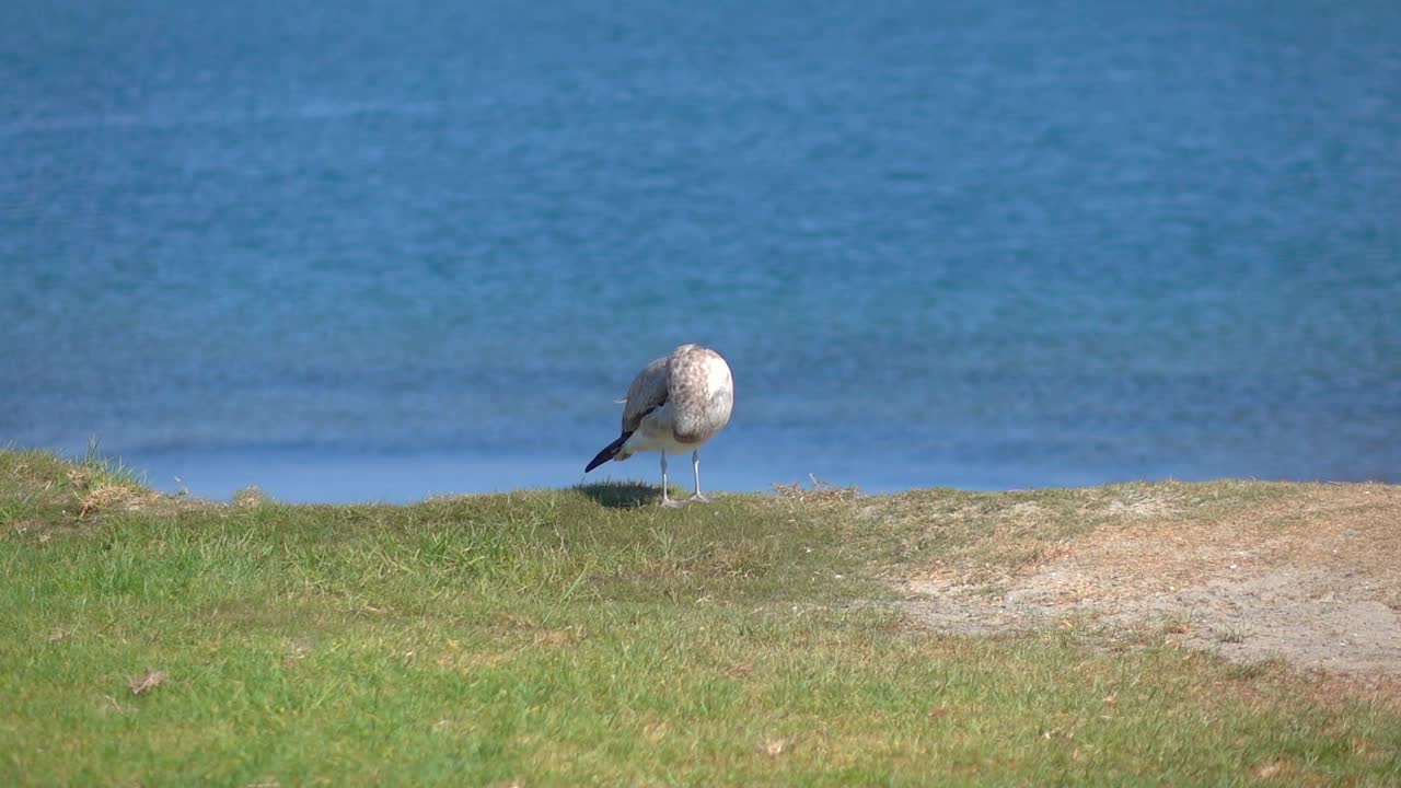 海鸥站在草地上，慢动作120帧/秒视频素材