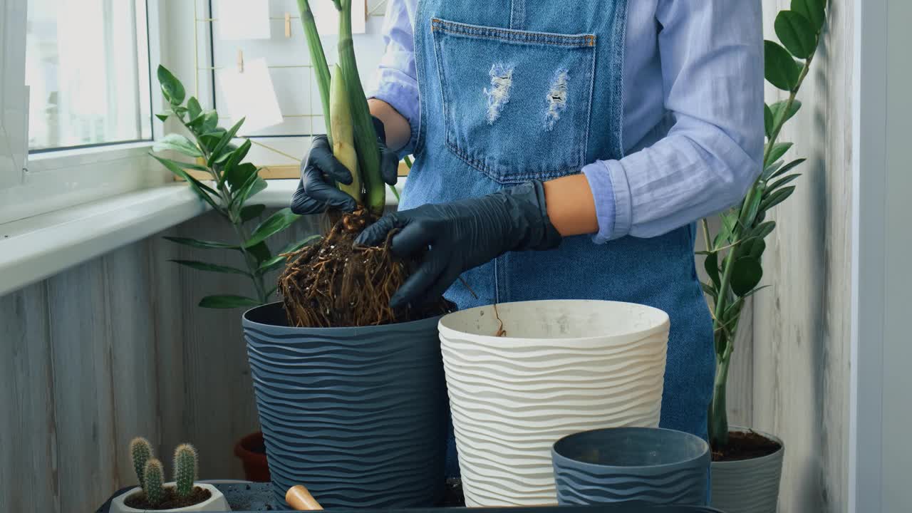 园艺妇女移植室内植物，用铲子在桌子上。Zamioculcas植物护理和家庭花园的概念。春耕视频素材