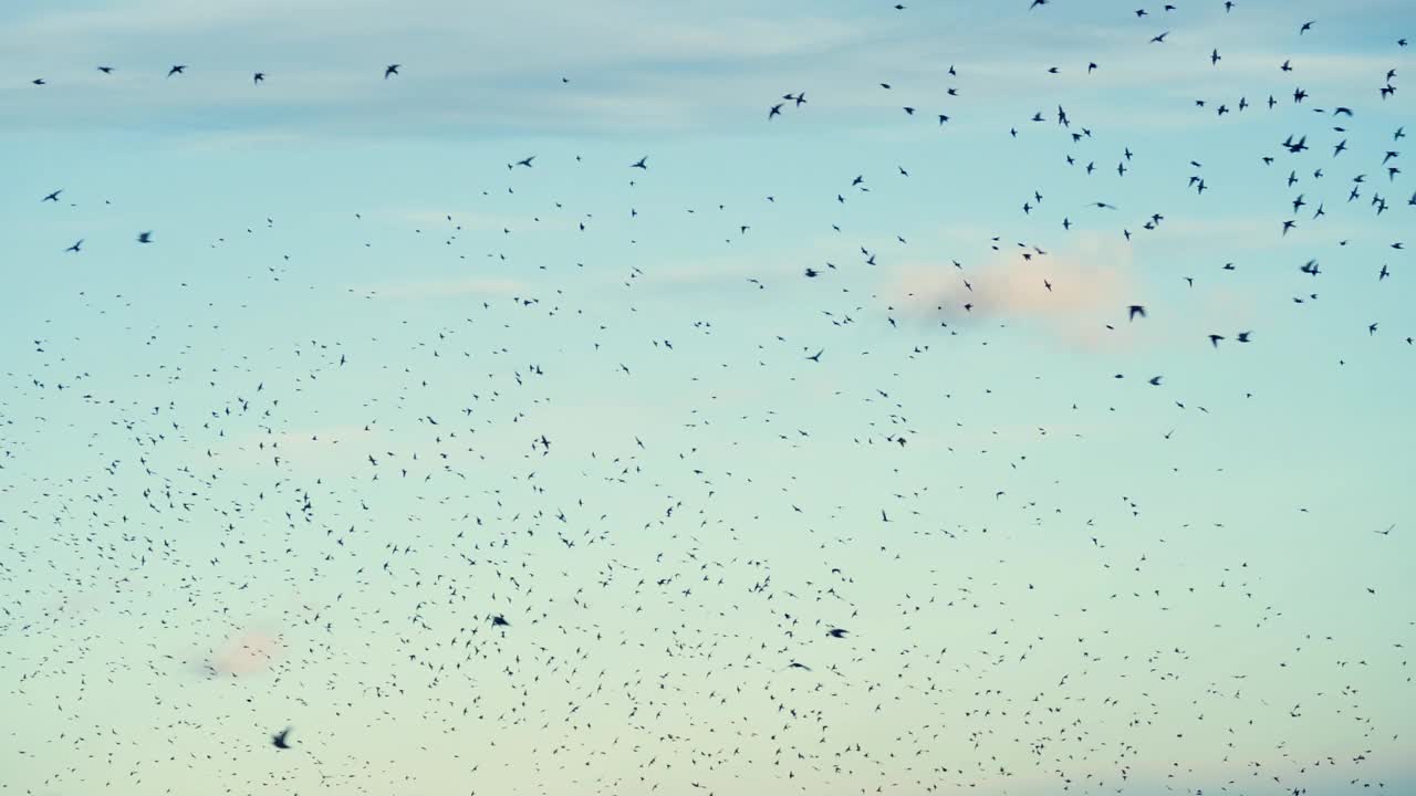 一群鸟，欧椋鸟，以慢动作飞行。视频素材