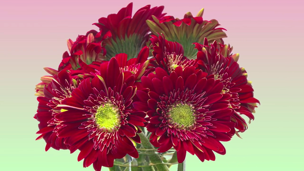 旋转花束红色非洲菊在粉绿色梯度背景。情人节，母亲节的概念。假日、爱情、生日的设计背景视频下载