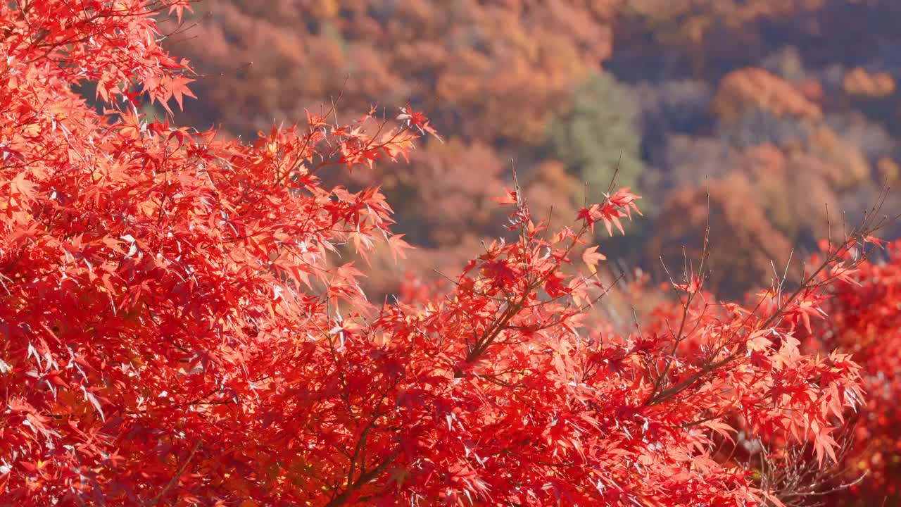 秋天里的红叶视频素材