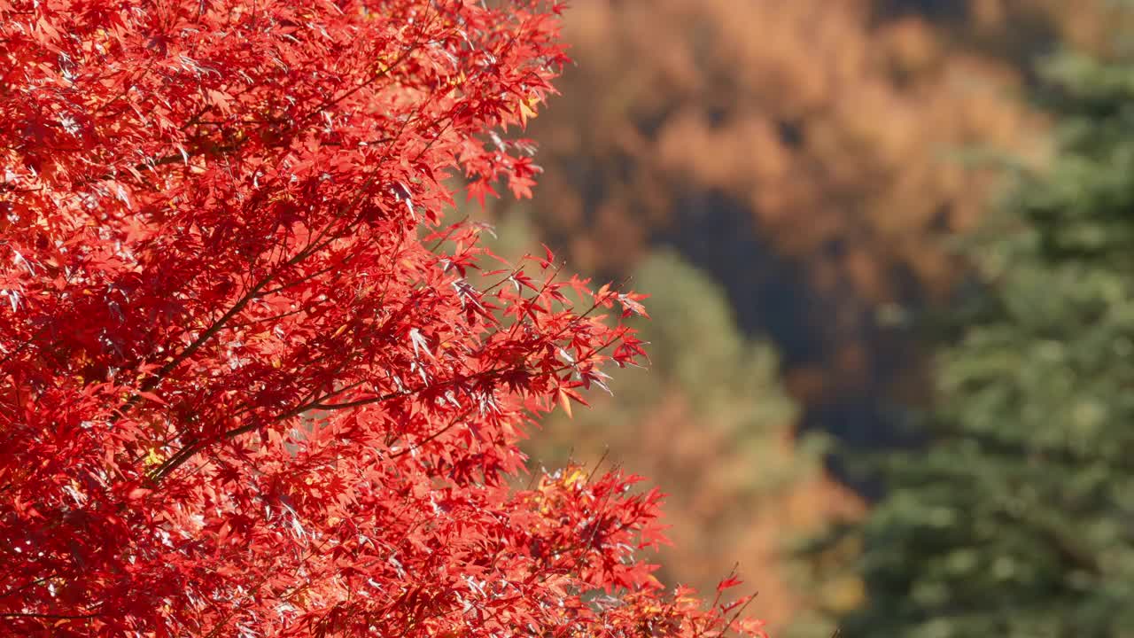 秋天红色的枫叶视频素材