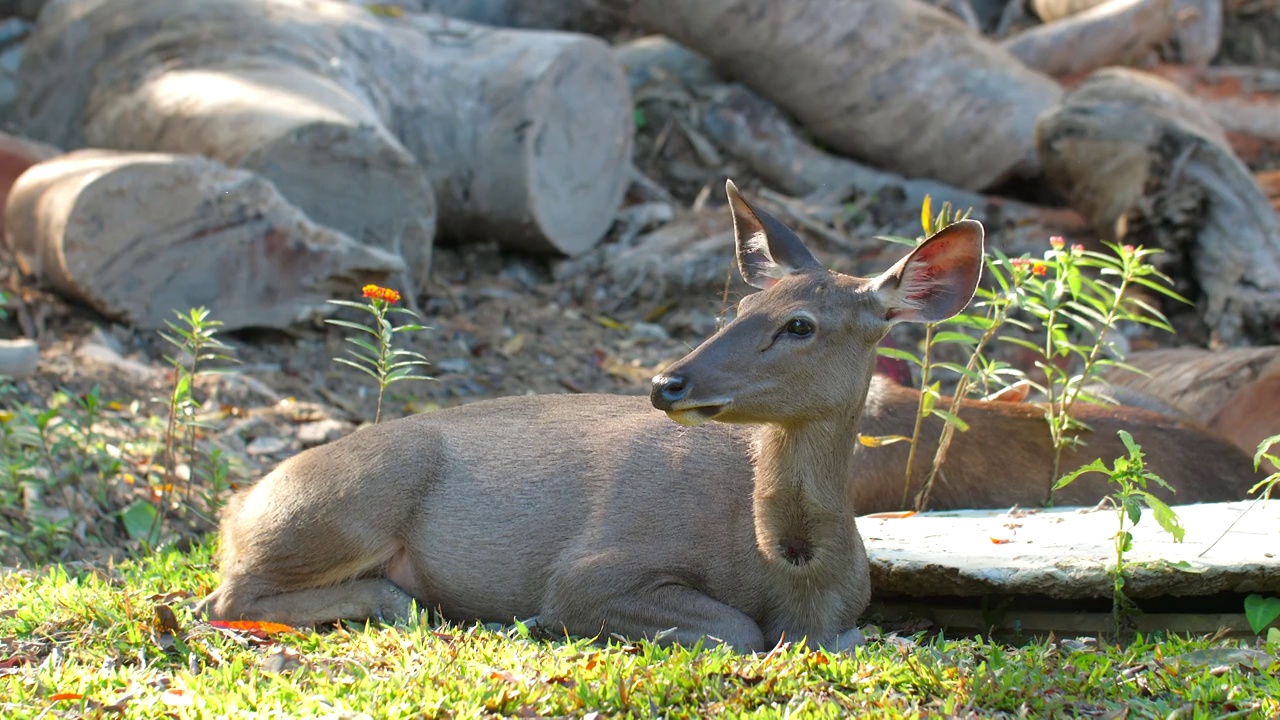 夏天，可爱的红鹿躺在泰国Khao Yai国家公园的绿草地上视频素材
