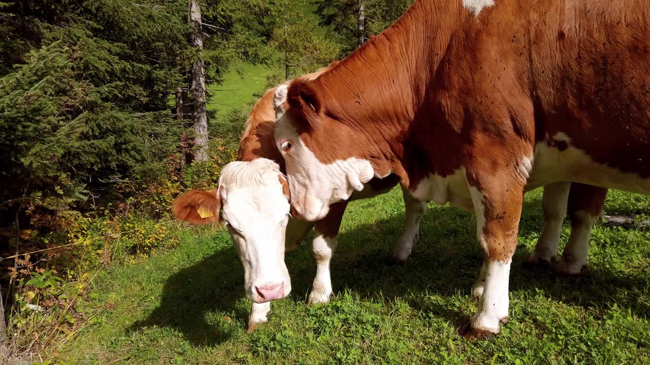 高山牧场上的母牛和小牛视频下载