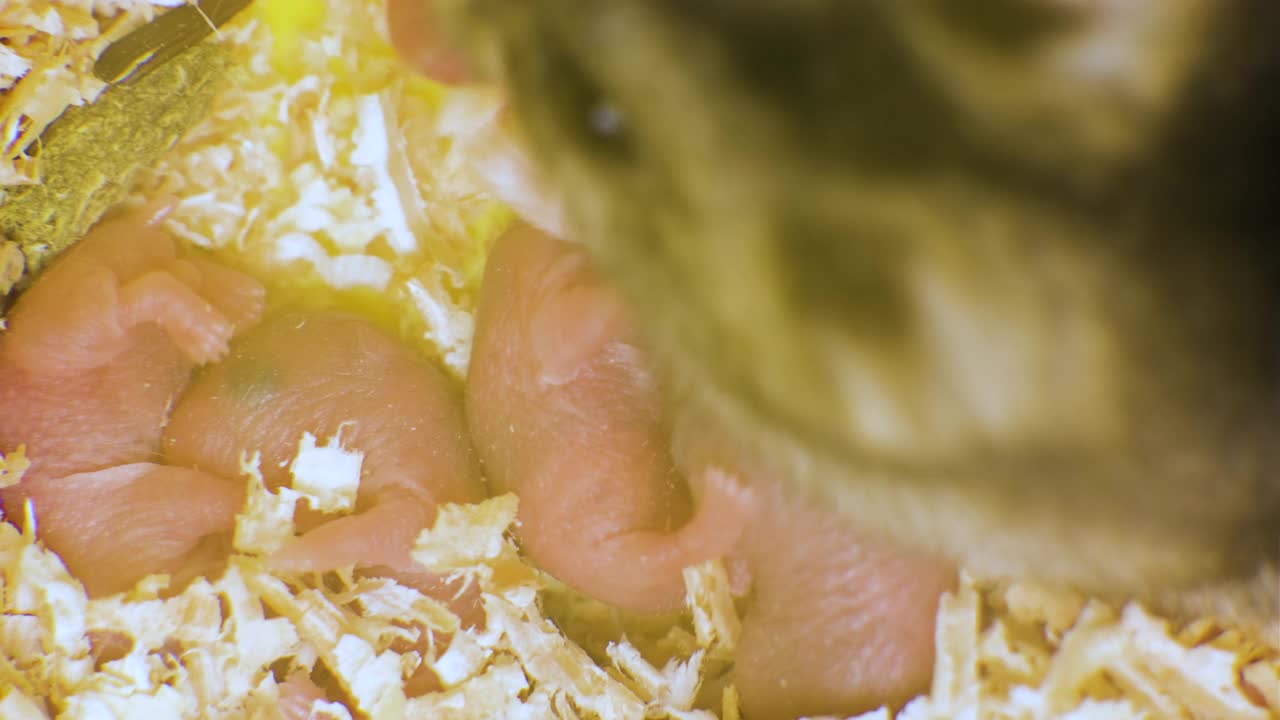 特写的小盲目新生老鼠躺在木屑在宠物巢视频素材
