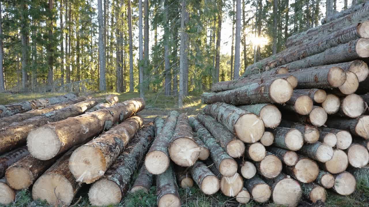 爱沙尼亚圆木树皮的光滑边缘视频素材