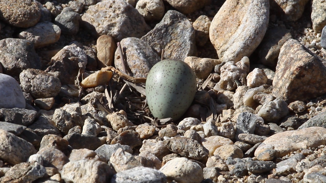 图为，韩国京畿道光州市土川郡广东里庆安川河附近的长嘴千鸟(Charadrius placidus)卵视频素材
