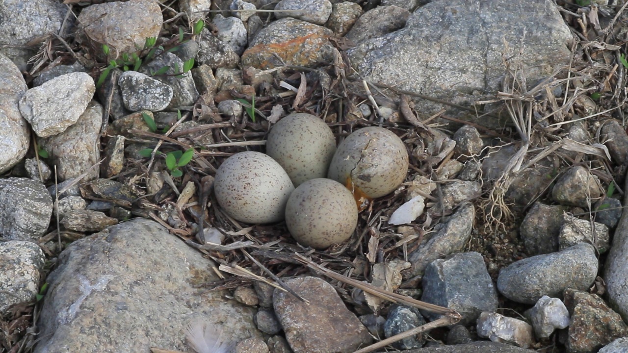 在韩国京畿道杨平郡江尚郡se月里，正在孵化的鸻(长嘴鸻)正在筑巢视频下载