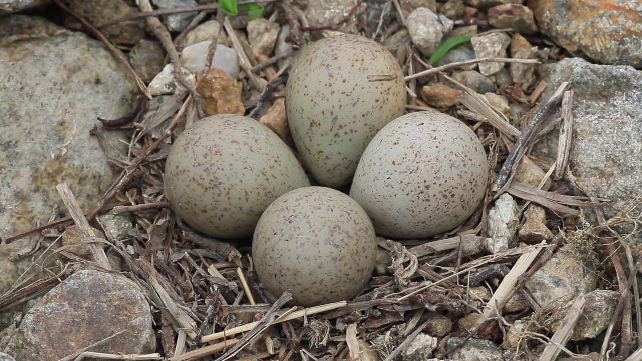 图为，在韩国京畿道杨平郡江尚郡世月里，长喙千鸟(Charadrius placidus)的卵正在筑巢视频下载