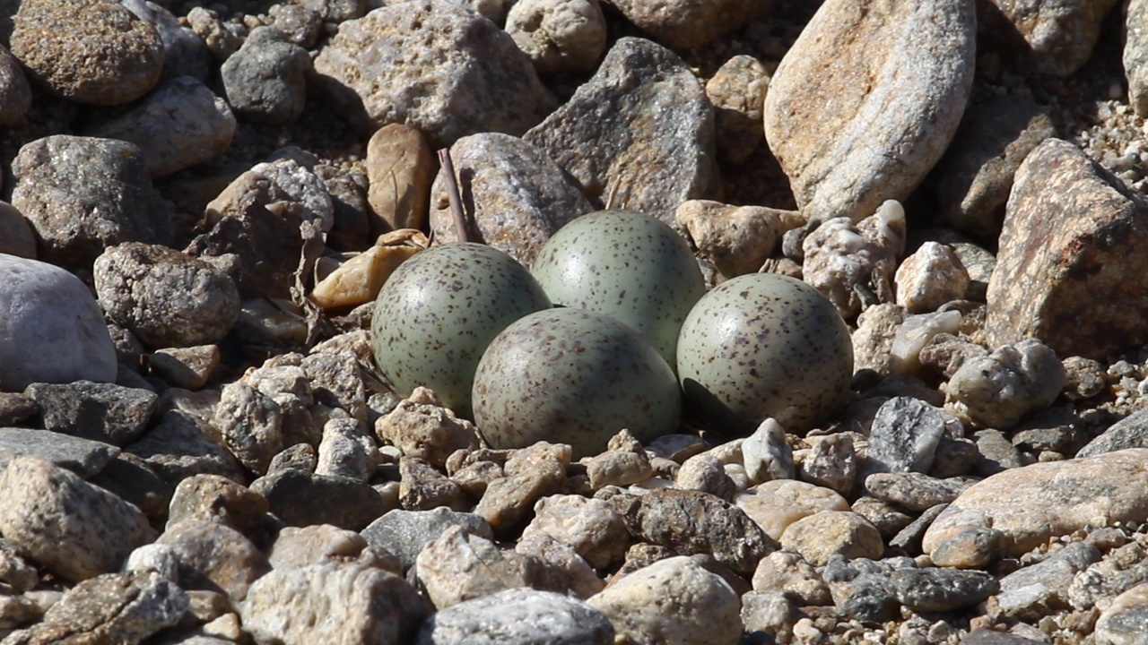 韩国京畿道广州市土川郡道水里，长喙千鸟(Charadrius placidus)的蛋在Oligyo桥周围的石头地上视频下载