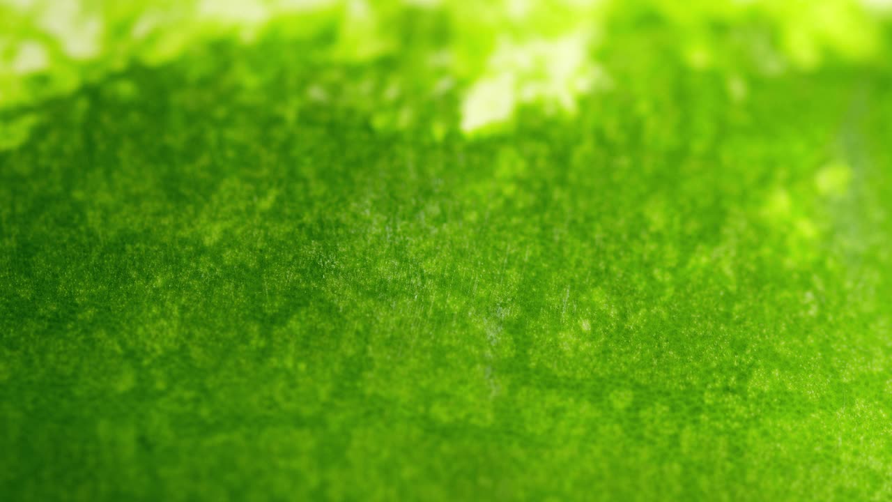 绿熟西瓜背景。天然健康营养。倾斜了视频下载