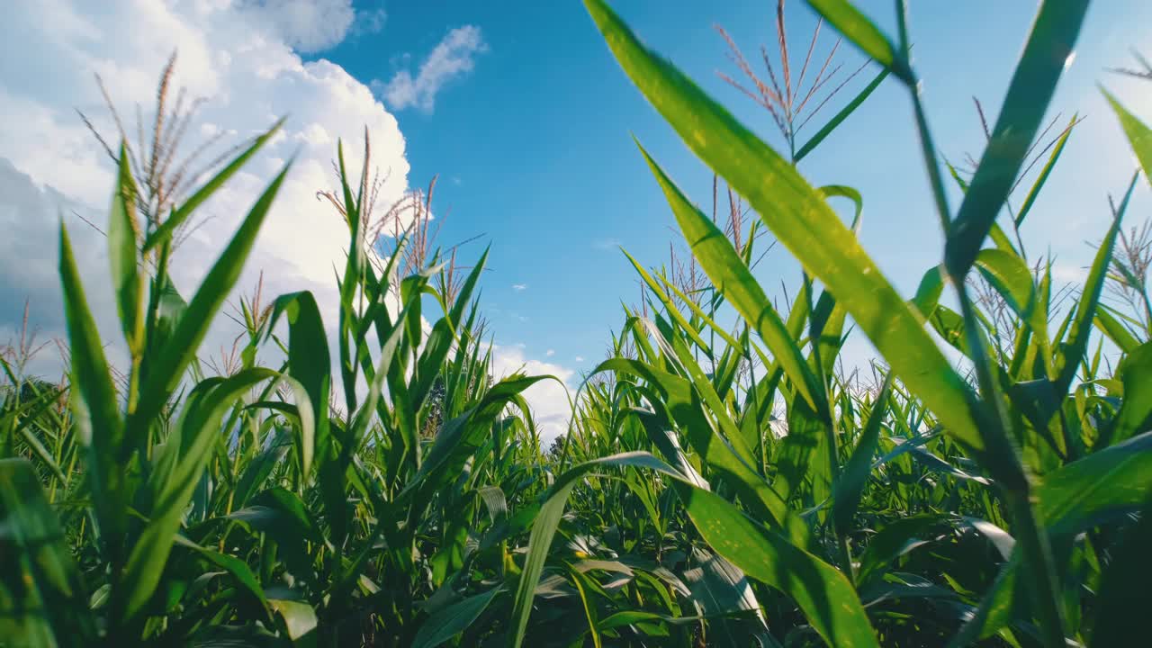 玉米田在农用玉米种植园里阳光普照视频下载