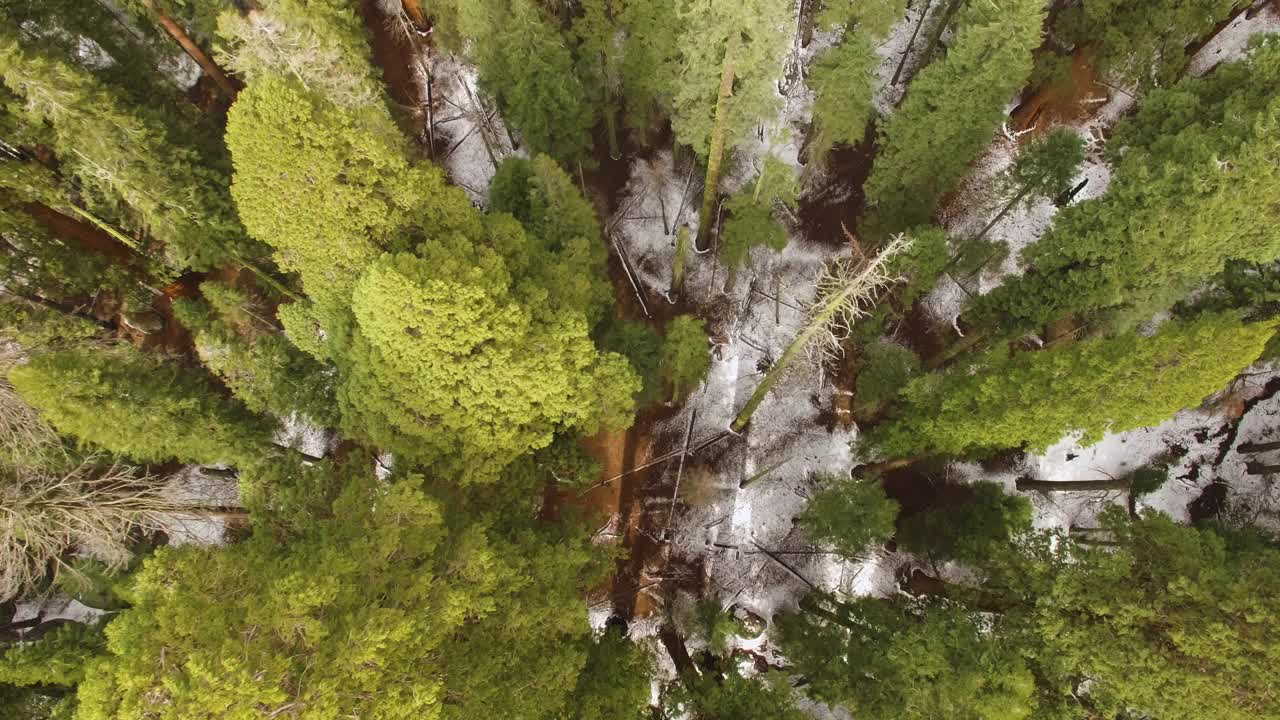 美国红杉林的高空俯瞰图视频下载