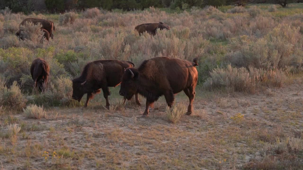 夕阳下的野牛群视频素材