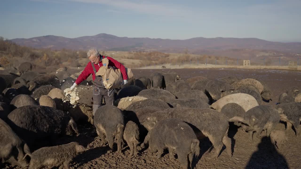 白人男性牧人，在农场里喂一大群白竹猪视频素材